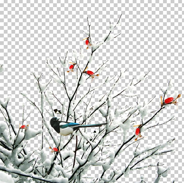 Twig Daxue Snow Winter PNG, Clipart, Adobe Illustrator, Bird, Branch, Computer Wallpaper, Creative Background Free PNG Download