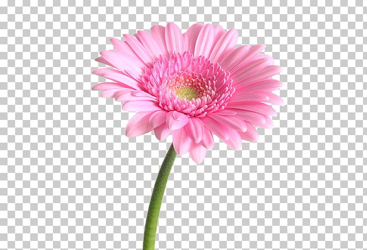 Transvaal Daisy Flower Bouquet Pink Garden Roses PNG, Clipart, Annual Plant, Aster, Chrysanthemum, Color, Cut Flowers Free PNG Download
