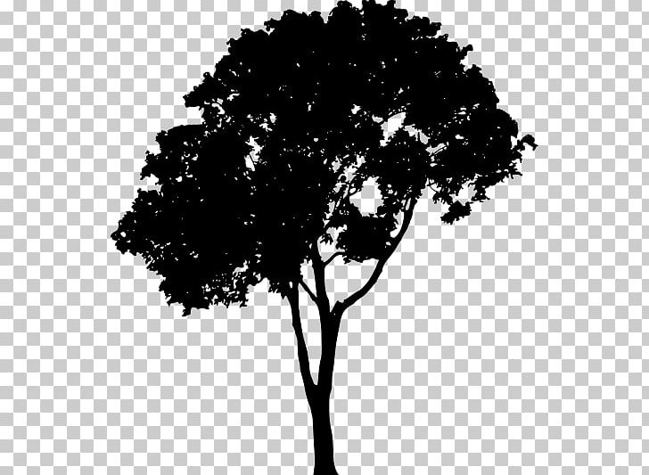 Tree PNG, Clipart, Arecaceae, Black And White, Branch, Download, Flowering Plant Free PNG Download