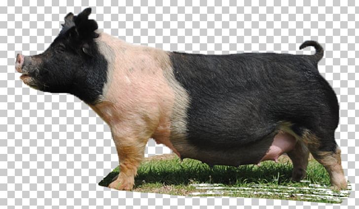 Domestic Pig Mauck Show Hogs Snout Livestock PNG, Clipart, Animal, Animals, Boar, Breed, Dog Free PNG Download