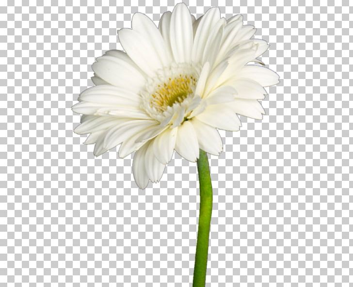 Oxeye Daisy Marguerite Daisy Chrysanthemum Transvaal Daisy Aster PNG, Clipart, Annual Plant, Argyranthemum, Aster, Asterales, Chamaemelum Nobile Free PNG Download