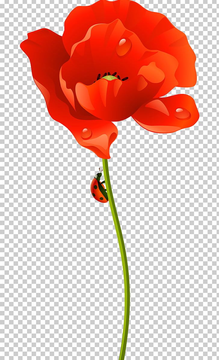 Poppy Cut Flowers Lenovo S90 Garden Roses PNG, Clipart, Blume, Cicek, Cicek Resimleri, Coquelicot, Cut Flowers Free PNG Download