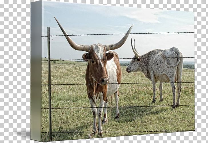 Texas Longhorn English Longhorn Ox Livestock Bull PNG, Clipart, Animal, Animals, Art, Artist, Bull Free PNG Download