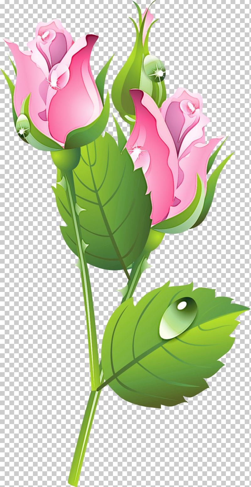 Flower Plant Leaf Cut Flowers Pink PNG, Clipart, Cut Flowers, Flower, Leaf, Petal, Pink Free PNG Download