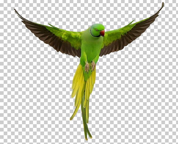 Rose-ringed Parakeet Parrot Lovebird Budgerigar PNG, Clipart, Animal, Animals, Beak, Bird, Budgerigar Free PNG Download