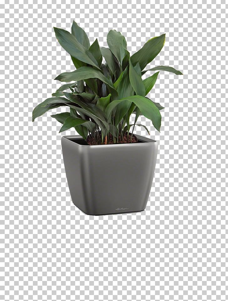 Flowerpot Leaf Houseplant Agave INAV DBX MSCI AC WORLD SF PNG, Clipart, Agave, Flowerpot, Houseplant, Hwdesign Gmbh, Inav Dbx Msci Ac World Sf Free PNG Download