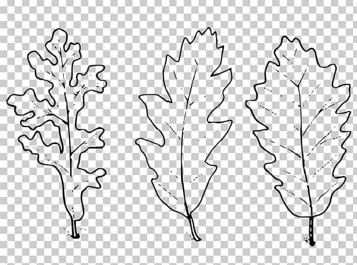 Leaf Drawing Text Oak Plant Stem PNG, Clipart, Black And White, Branch, Drawing, Flora, Flowering Plant Free PNG Download