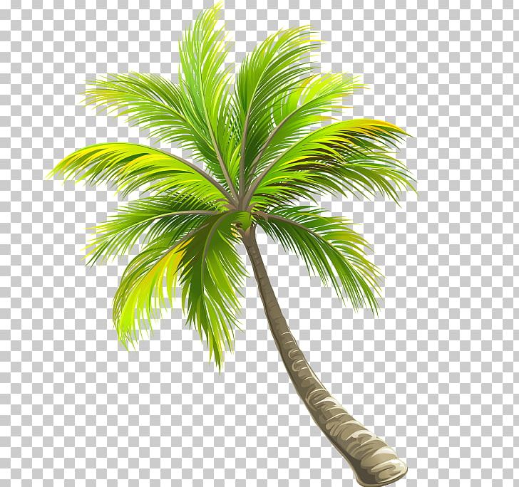 Coconut PNG, Clipart, Arecales, Christmas Tree, Coconut, Coconut Tree, Download Free PNG Download