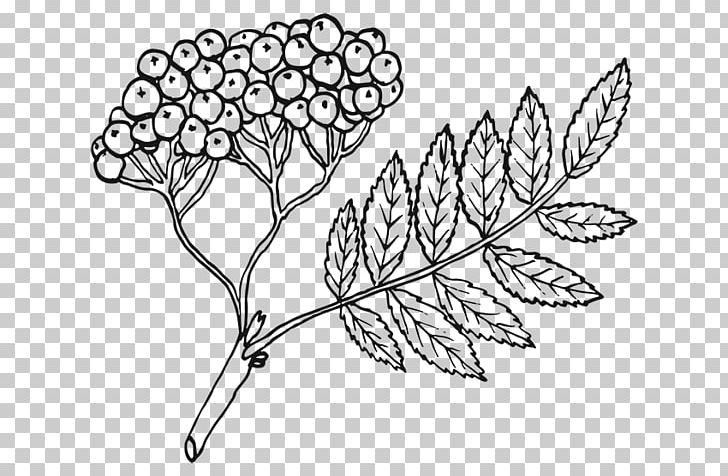 Coloring Book Line Art Leaf Rowan Drawing PNG, Clipart, Area, Artwork, Auglis, Autumn, Black And White Free PNG Download