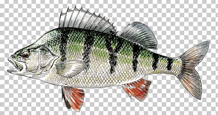 Northern Pike European Perch Perche Largemouth Bass Zander PNG, Clipart, Animal Figure, Animals, Barramundi, Bass, Bony Fish Free PNG Download