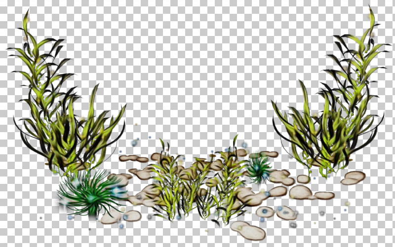 Cartoon Drawing Animation Cover Art Aquatic Plant PNG, Clipart, Algae, Animation, Aquatic Plant, Cartoon, Cover Art Free PNG Download