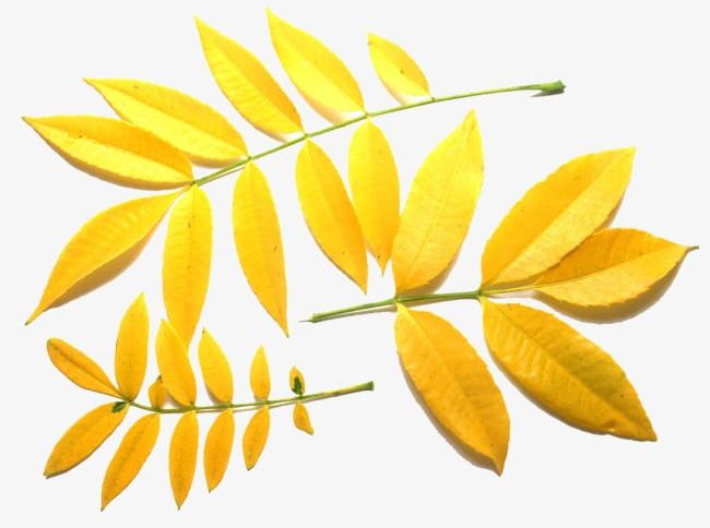 Golden Leaves PNG, Clipart, Abstract, Akiba, Autumn, Backgrounds, Beauty In Nature Free PNG Download