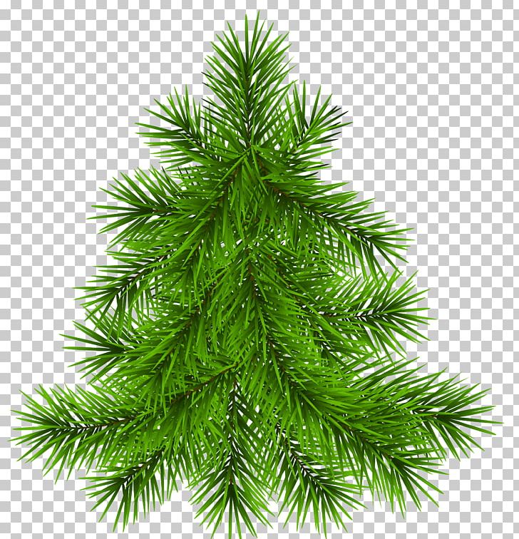 Pine Tree Transparent PNG, Clipart, Albom, Branch, Christmas Decoration, Christmas Ornament, Christmas Tree Free PNG Download