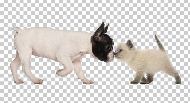 Bulldog British Shorthair Puppy Kitten Dog–cat Relationship PNG, Clipart, Animal Figure, Animals, Black Cat, British Shorthair, Bulldog Free PNG Download