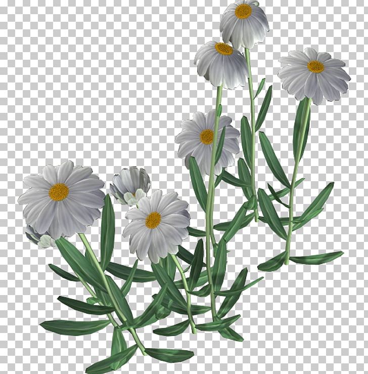 Chamomile Desktop PNG, Clipart, Annual Plant, Aster, Chamaemelum Nobile, Chamomile, Daisy Free PNG Download