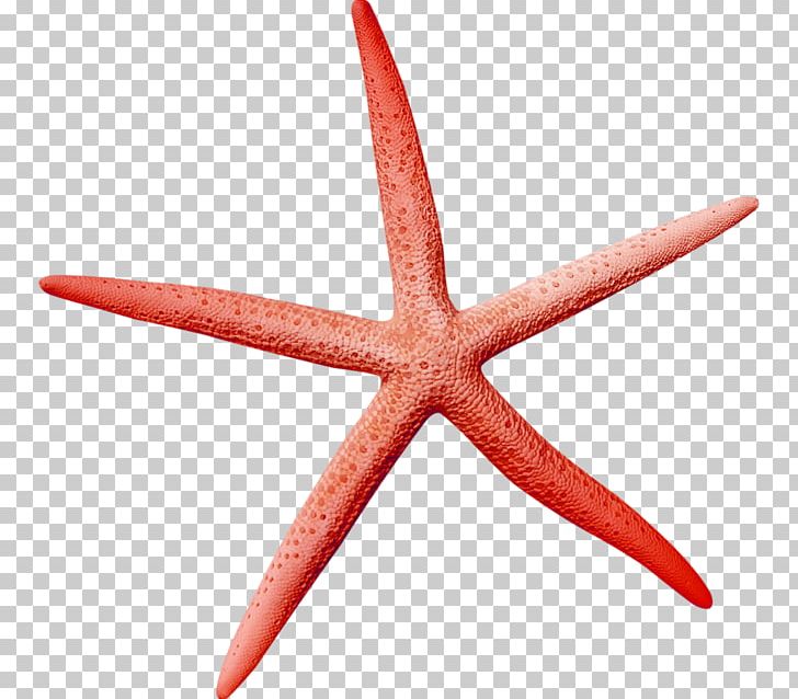 Icon PNG, Clipart, Animals, Beautiful Starfish, Cartoon Starfish, Decoration, Digital Data Free PNG Download