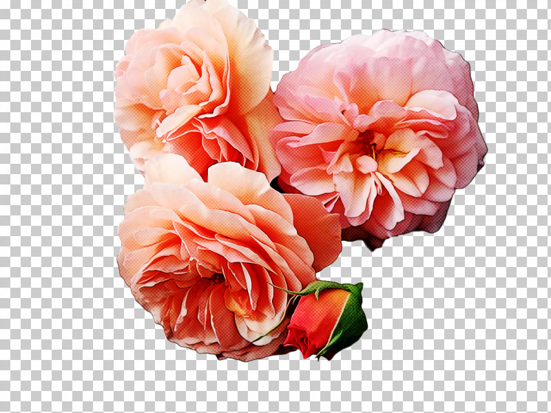 Floral Design PNG, Clipart, Artificial Flower, Begonia, Cabbage Rose, Carnation, Cut Flowers Free PNG Download