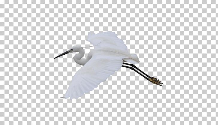 Crane Water Bird Flight PNG, Clipart, Anatidae, Animal, Beak, Bird, Computer Wallpaper Free PNG Download