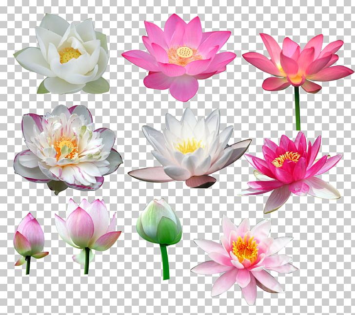 Nelumbo Nucifera Flower PNG, Clipart, All Ages, All Around The World, All Vector, Aquatic Plant, Bloom Free PNG Download