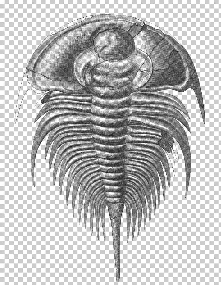 Olenellus Cambrian Marine Invertebrates Fossil Ptychopariida PNG, Clipart, Animal, Black And White, Cambrian, Charles Doolittle Walcott, Cretaceous Free PNG Download