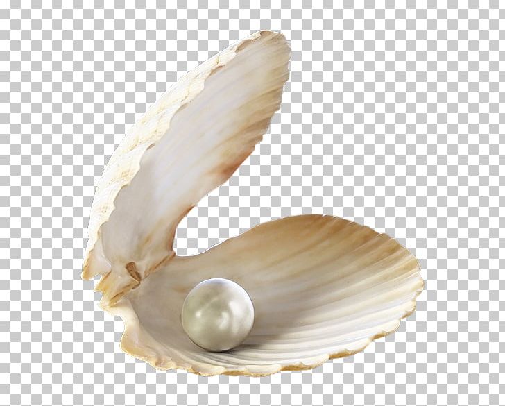 Pearl Oyster Birthstone Jewellery Gemstone PNG, Clipart, Birthstone, Clam, Clams Oysters Mussels And Scallops, Cockle, Gemstone Free PNG Download
