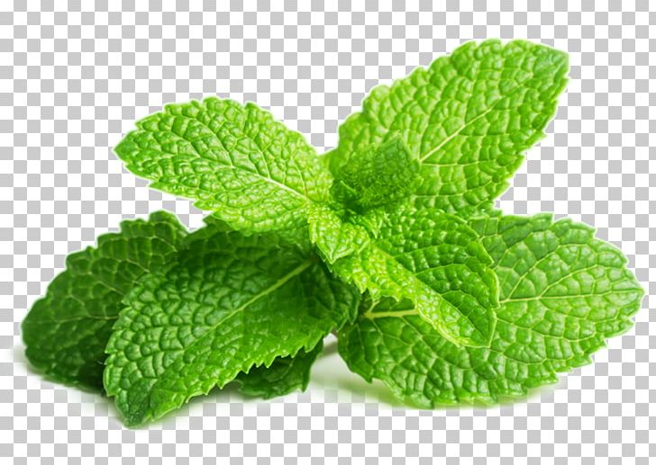 Peppermint Spearmint Herb Mint Leaf Water Mint PNG, Clipart, Basil Leaf, Concentrate, Essential Oil, Flavor, Food Free PNG Download