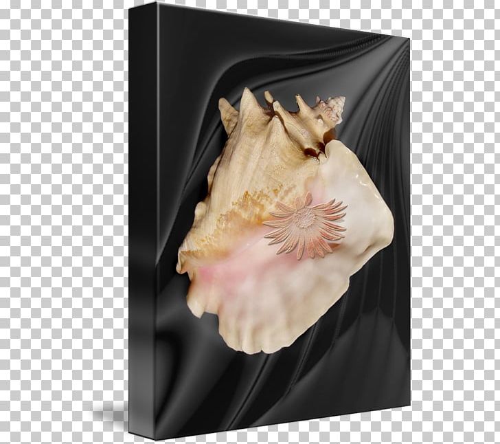 Seashell Conch PNG, Clipart, Conch, Conch Shell, Material, Petal, Seashell Free PNG Download