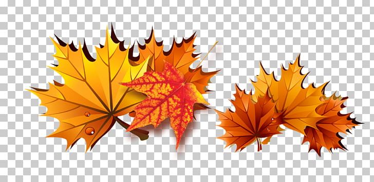 Maple Leaf PNG, Clipart, Autumn, Autumn Leaves, Banana Leaves, Download, Fall Leaves Free PNG Download