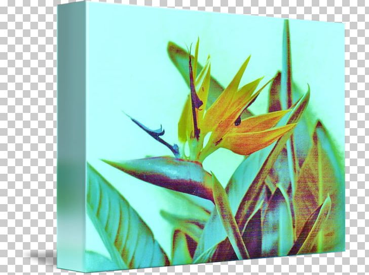Flower Rectangle Leaf PNG, Clipart, Flower, Grass, Leaf, Nature, Plant Free PNG Download