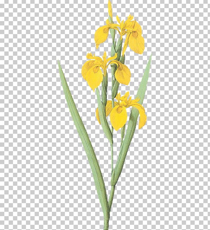 Iris Variegata Iris Pseudacorus Flower PNG, Clipart, Cut Flowers, Flag, Flower, Flowering Plant, Image File Formats Free PNG Download