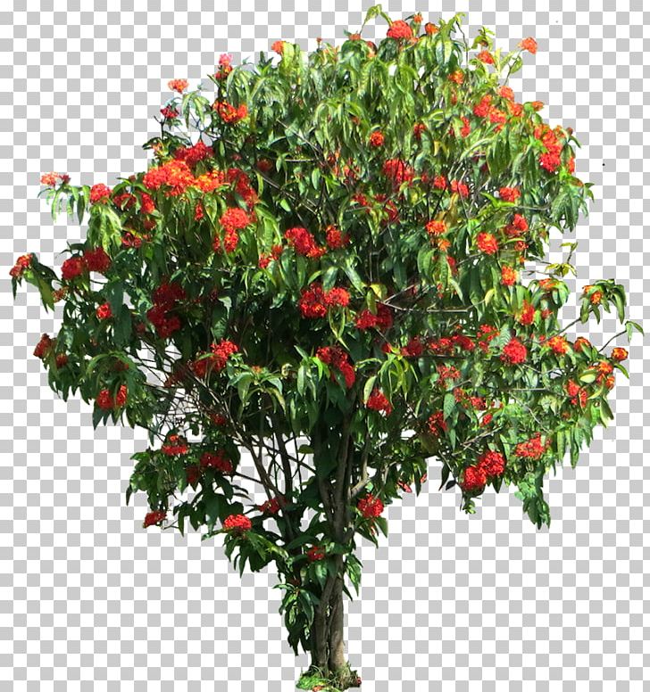 Ixora Coccinea Shrub Tree Gardenia Brighamii Tamil PNG, Clipart, Branch, Devan, Evergreen, Flower, Flowering Plant Free PNG Download