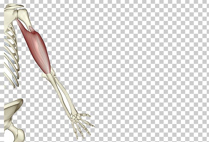Shoulder Bone Muscle Human Skeleton PNG, Clipart, Arm, Augu0161delms, Biceps, Bone, Dog Shit And Human Shit Is Xxx Free PNG Download