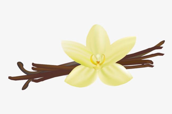 Vanilla White PNG, Clipart, Five, Five Flowers, Flowers, Health, Vanilla Free PNG Download