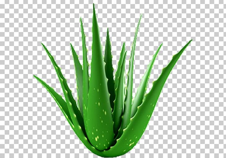 Aloe Vera Houseplant Medicinal Plants Medicine PNG, Clipart, Aloe, Aloe Vera, Flowering Plant, Food Drinks, Gel Free PNG Download