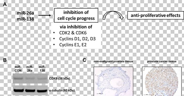 National Center For Tumor Diseases PNG, Clipart, Angle, Area, Biomarker, Cancer, Diagram Free PNG Download