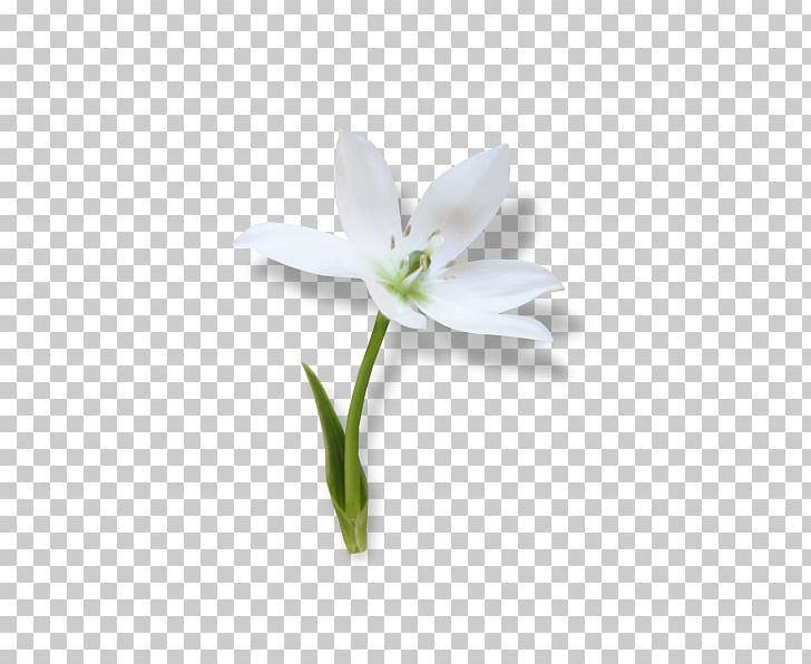 Snowdrop Ornamental Plant Jersey Lily Spring PNG, Clipart, Amaryllis, Amaryllis Belladonna, Amaryllis Family, Animated Film, Belladonna Free PNG Download