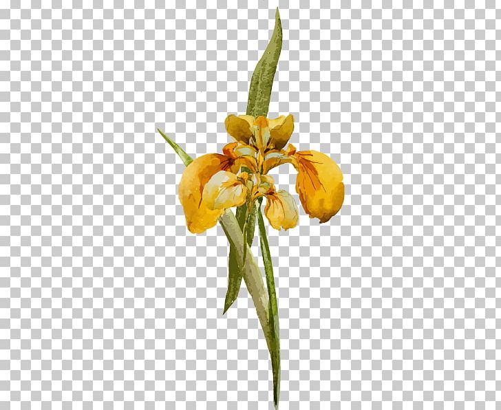 Wild & Wondrous Flowers Flower Bouquet Knowledge Research PNG, Clipart, Flora, Floristry, Flower, Flower Bouquet, Flowering Plant Free PNG Download