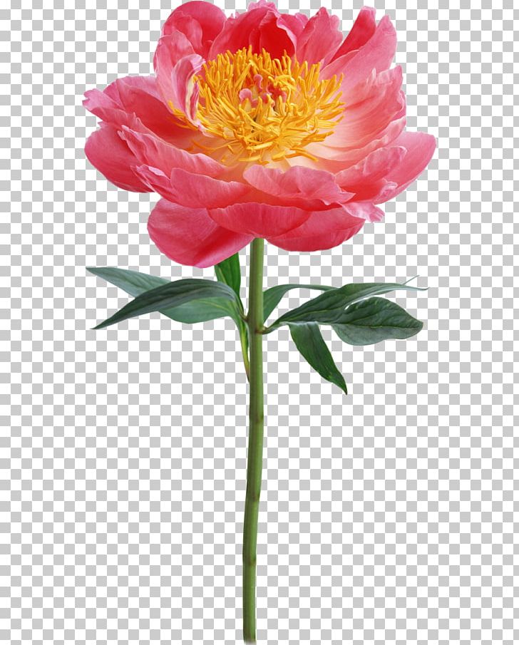 Floral Design Flower PNG, Clipart, Annual Plant, Art, Cut Flowers, Daisy Family, Desktop Wallpaper Free PNG Download