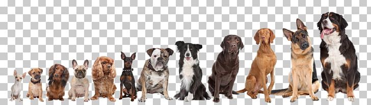 Shiba Inu Puppy Chihuahua Pet Sitting Pug PNG, Clipart, Animals, Breed, Chihuahua, Dog, Dog Breed Free PNG Download