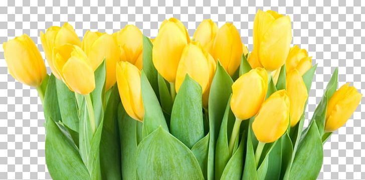 Tulipa Pulchella Flower Yellow PNG, Clipart, Beautiful Girl, Beauty, Beauty Salon, Beauty Vector, Cut Flowers Free PNG Download