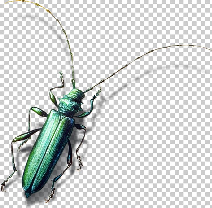 Insect Bird Longhorn Beetle Animal PNG, Clipart, Animal Material, Anime Girl, Bird Cage, Cartoon, Chemical Element Free PNG Download