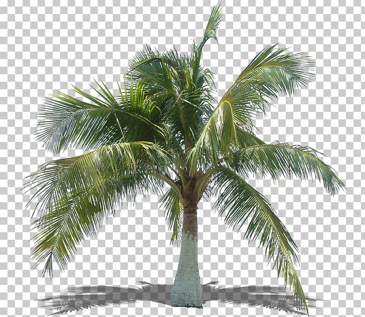 Arecaceae Asian Palmyra Palm Tree Coconut Plant PNG, Clipart, Arecaceae, Arecales, Asian Palmyra Palm, Attalea Speciosa, Bark Free PNG Download