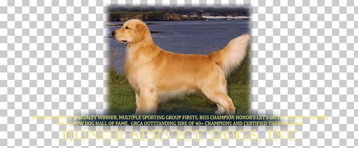 Golden Retriever Nova Scotia Duck Tolling Retriever Dog Breed Puppy Westminster Kennel Club Dog Show PNG, Clipart, American Kennel Club, Breed Group Dog, Carnivoran, Companion Dog, Dog Breed Free PNG Download