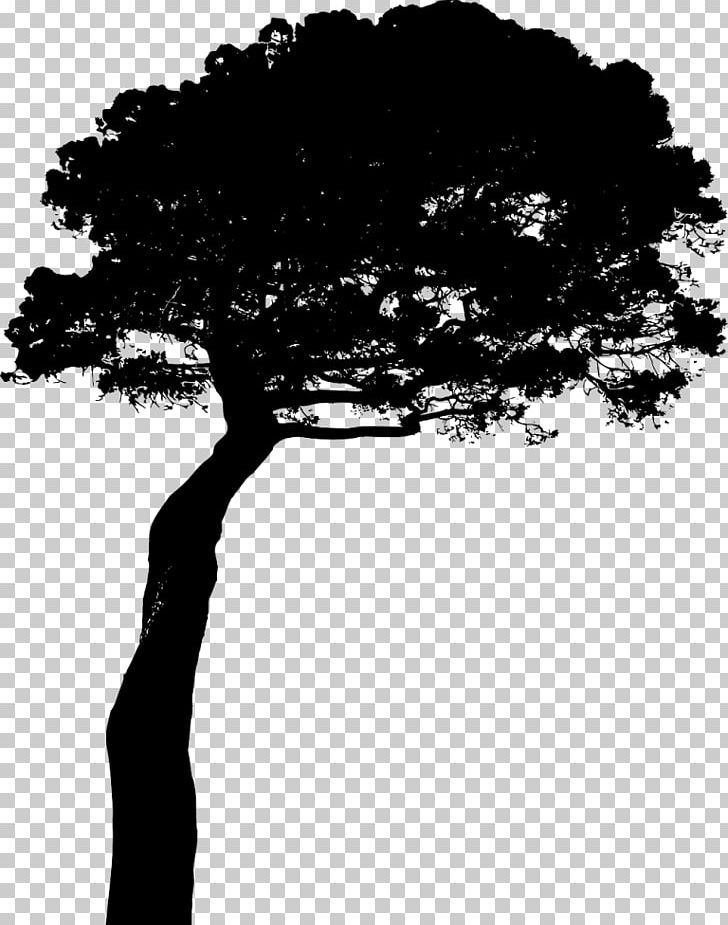 Pine Tree Silhouette PNG, Clipart, Arecaceae, Black And White, Branch, Computer Icons, Conifers Free PNG Download