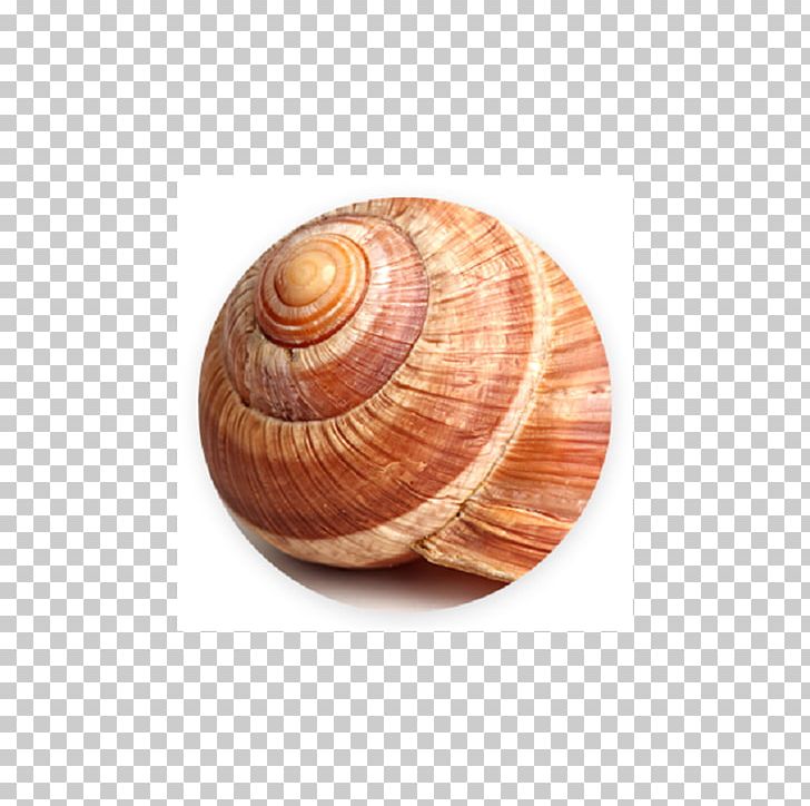 Snail Slime Garden Snail Mucus Allantoin PNG, Clipart, Allantoin, Animals, Clam, Cockle, Conchology Free PNG Download