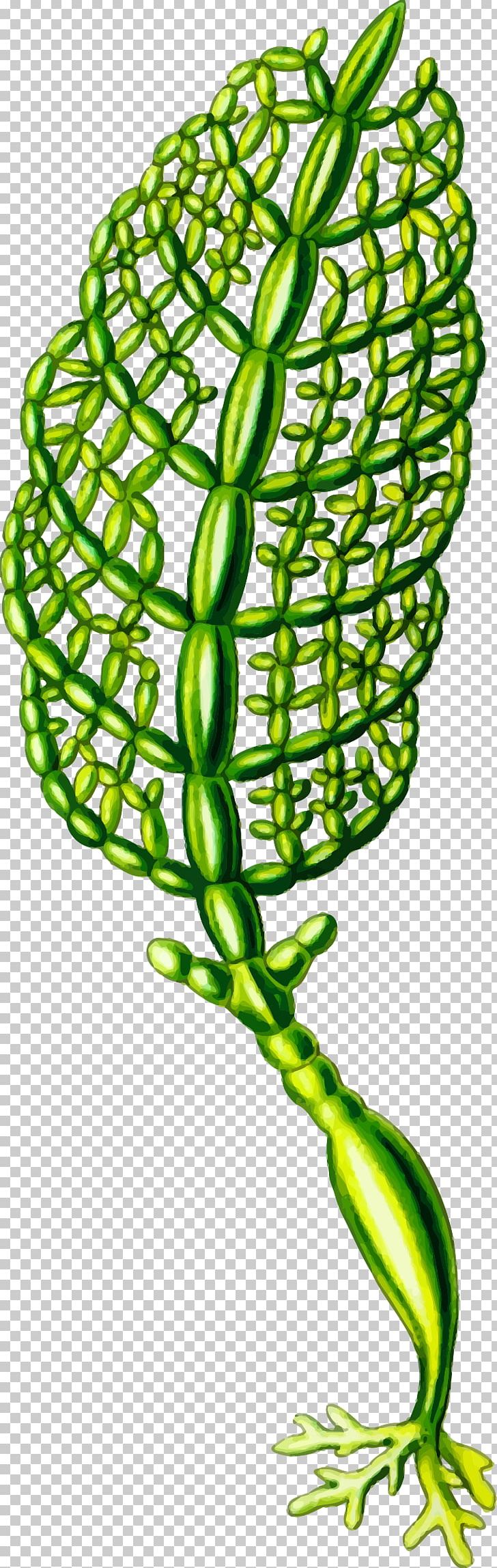 Art Forms In Nature Algae Seaweed Plant PNG, Clipart, Algae, Art Forms In Nature, Ernst Haeckel, Food Drinks, Leaf Free PNG Download