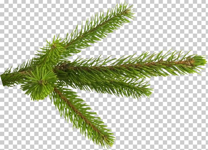 Fir Spruce Pine Branch Tree PNG, Clipart, Branch, Christmas, Christmas Ornament, Conifer, Conifer Cone Free PNG Download