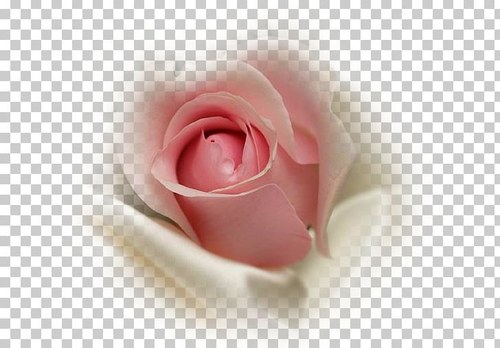 Garden Roses PNG, Clipart, Book, Centifolia Roses, Closeup, Computer Icons, Editing Free PNG Download