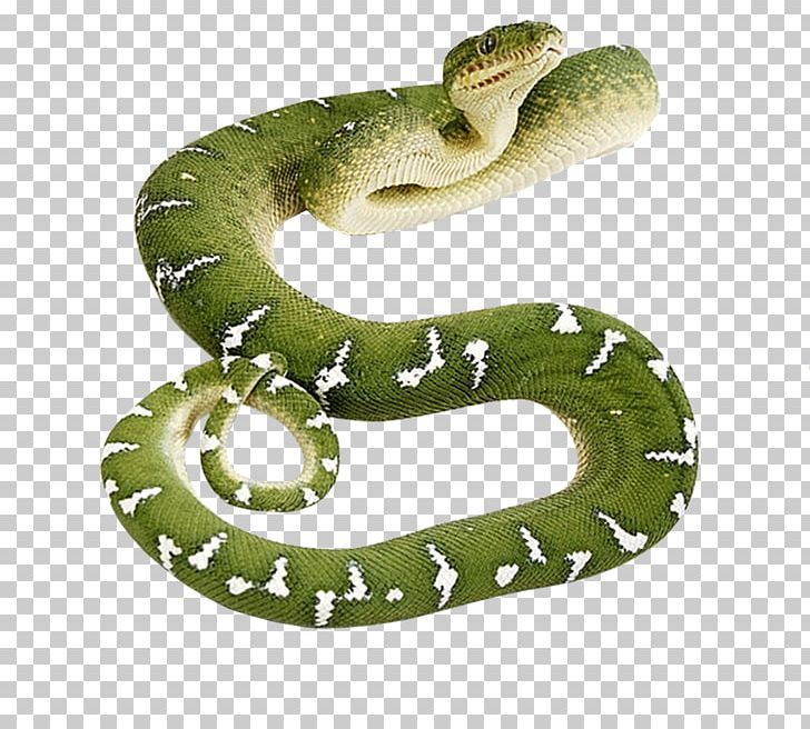 Snake PNG, Clipart, Snake Free PNG Download