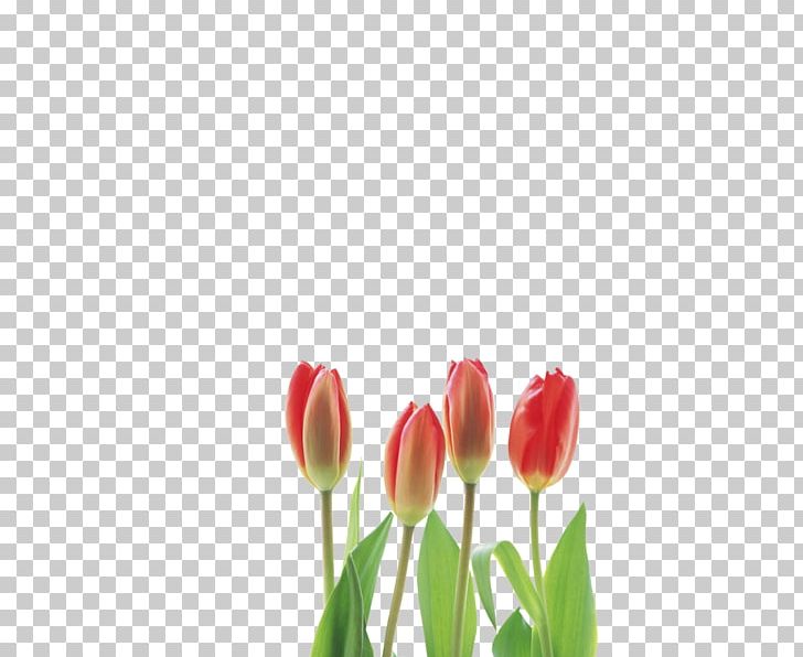 Tulip Cut Flowers PNG, Clipart, Bud, Cut Flowers, Digital Image, Floristry, Flower Free PNG Download